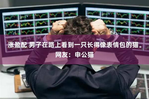 涨盈配 男子在路上看到一只长得像表情包的猫。网友：申公猫
